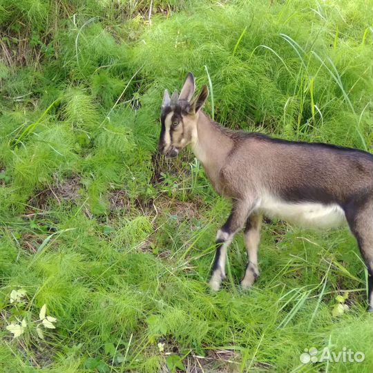 Нубийский козлята