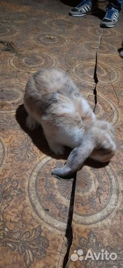 Кролики Арликин Триколор