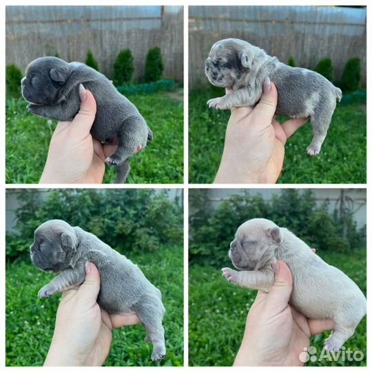 Цветные французские бульдоги девочки