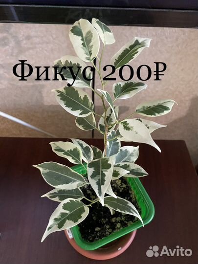 Продаю цветочки