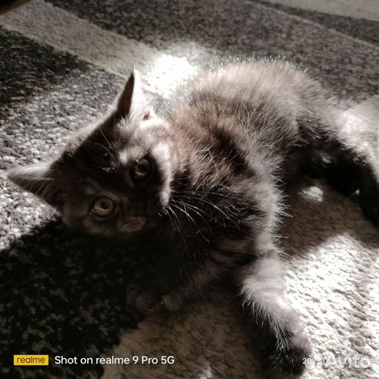 Котенок