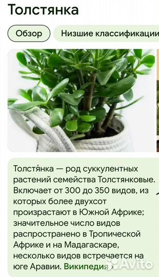 Толстянка(денежное дерево)