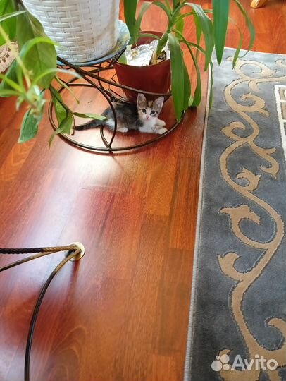 Только В добрые.хорошие, любящие руки