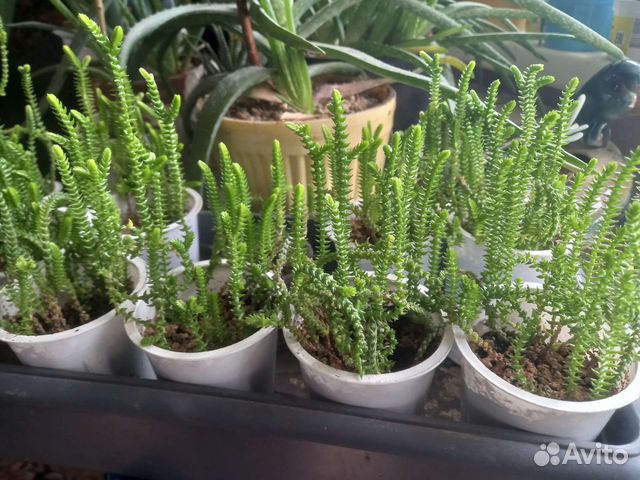 Крассула плауновидная