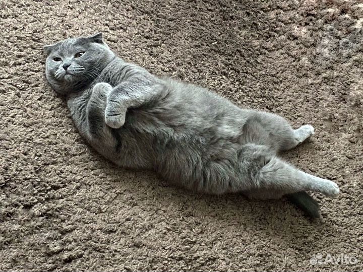 Шотландская вислоухая