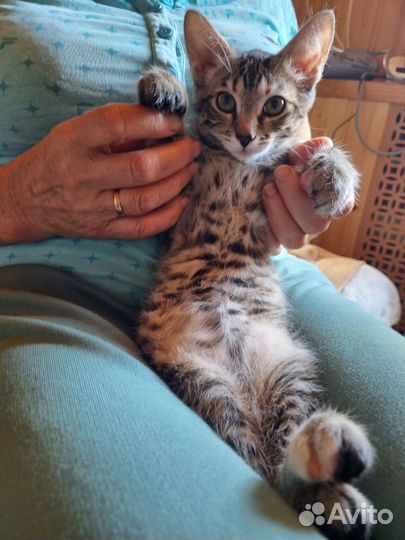 Котенок (кошка)