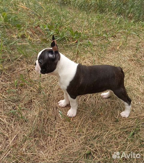Бостон терьер щенок