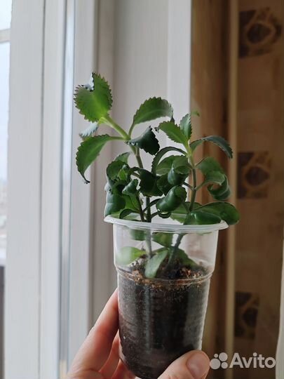 Каланхоэ лечебное