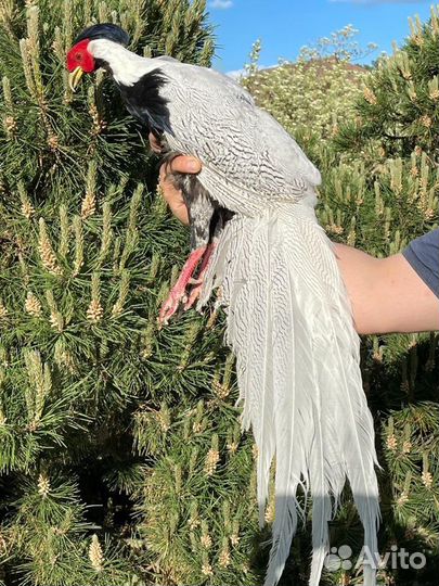 Фазаны,петухи