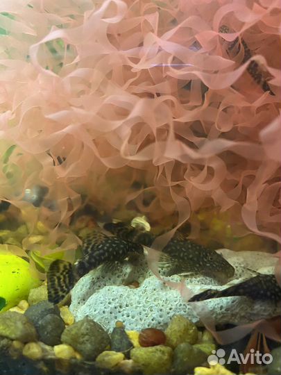 Аквариумные рыбки