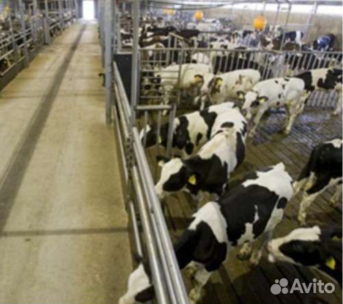 Телята бычки