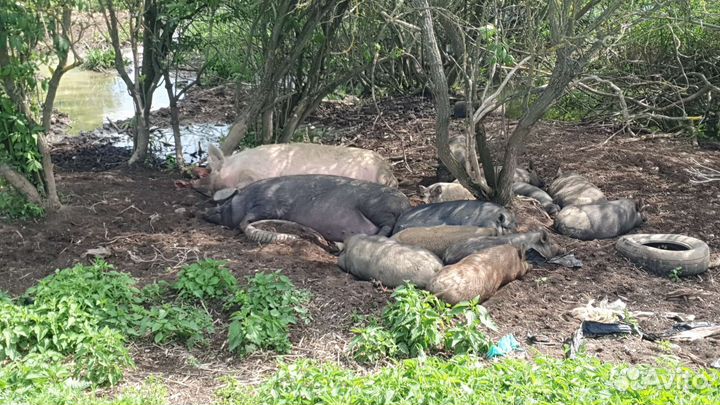 Сальные свиньи, сало