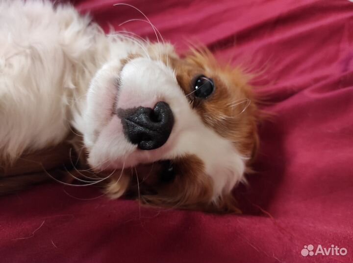 Кавалер кинг чарльз спаниель