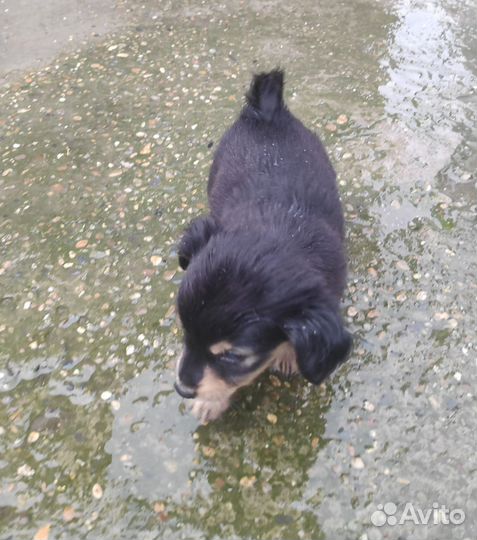 Собака в добрые руки отдам бесплатно