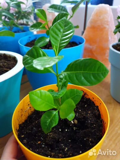 Гардения жасминовидная с горшком