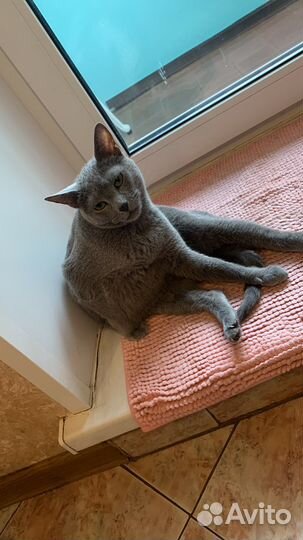 Вязка кошки,русская голубая