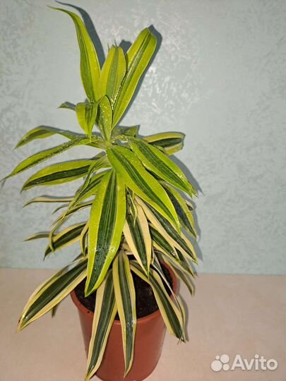 Драцена Песня индии