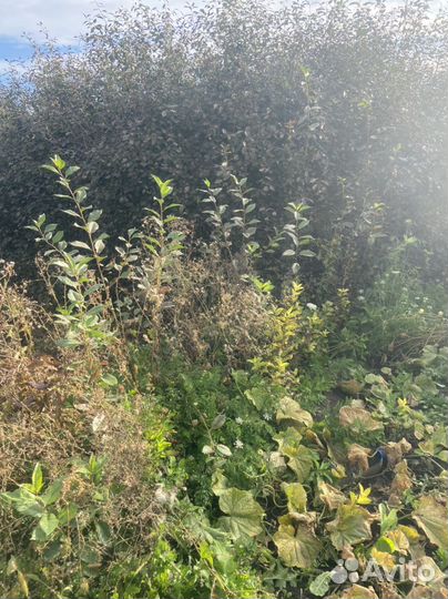 Растение вишня