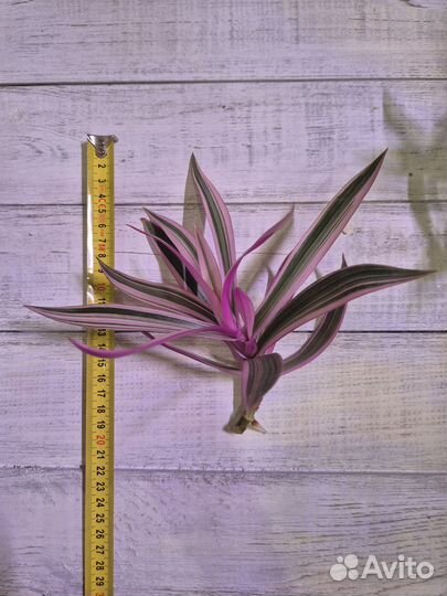 Традесканция покрывальчатая