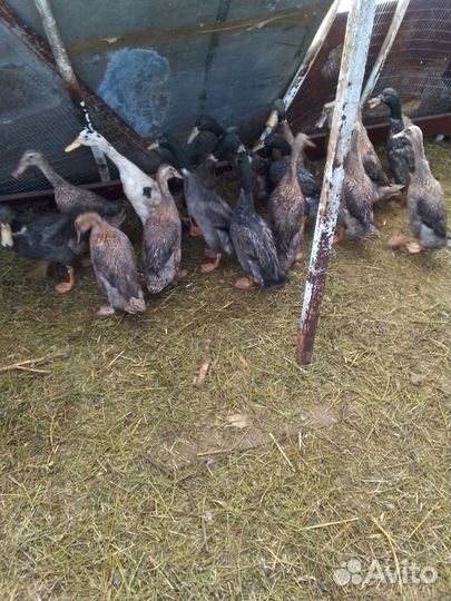 Селезни индийский бегунок