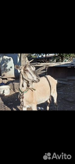 Коза дойная