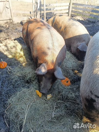 Продам свиноматок Дюрок+Пьетрен (Кантор)
