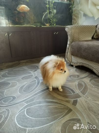 Померанский шпиц