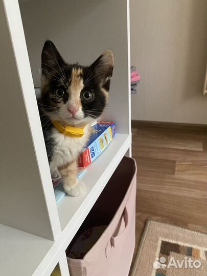 Отдам котенка в добрые руки