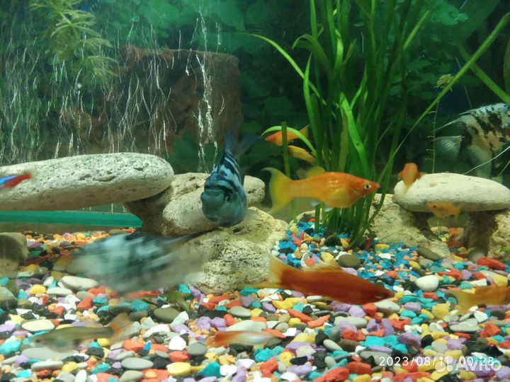 Моллинезии, Гуппи