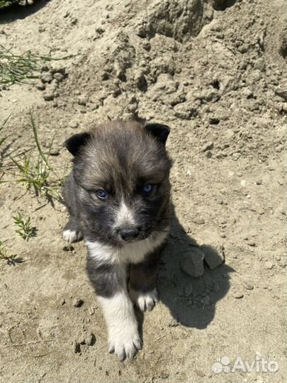Собака в добрые руки щенок хаски