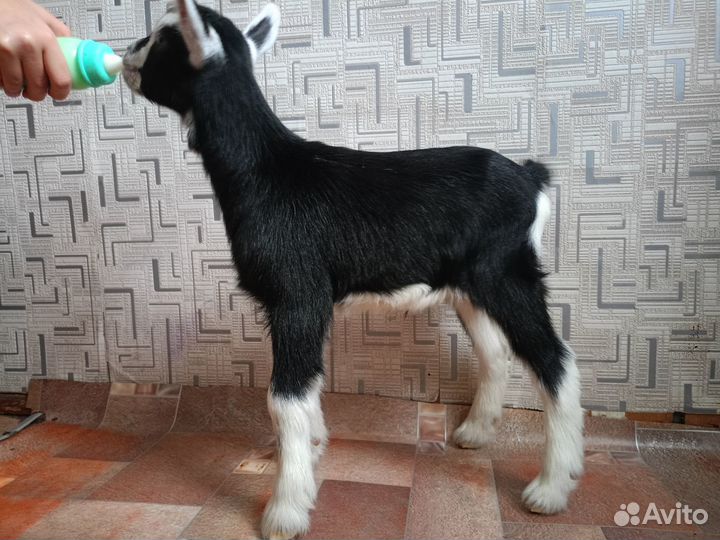 Продам коз, козочек