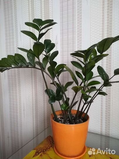 Замиокулькасы