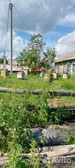 Пчелы с ульями