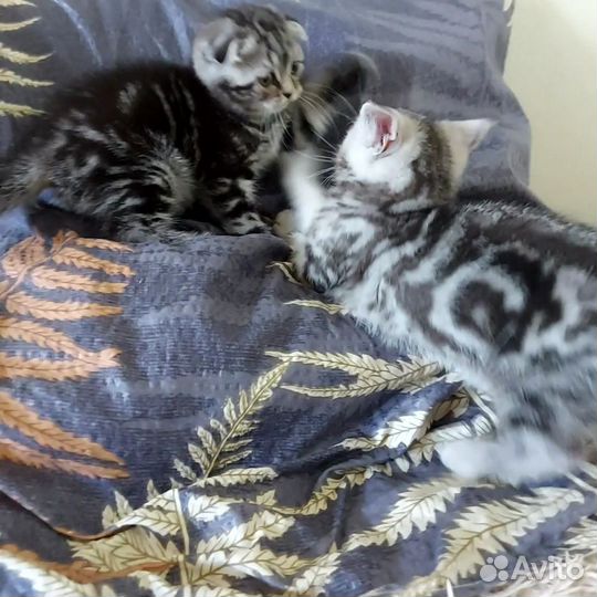 Шотландская