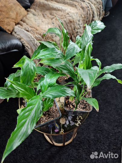 Спатифиллум