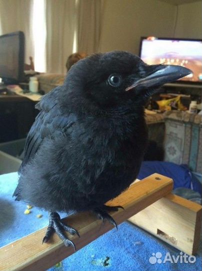 Продаются птенцы чёрного ворона