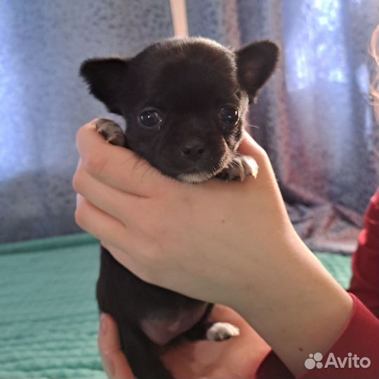 Щенки чихуахуа мини девочки