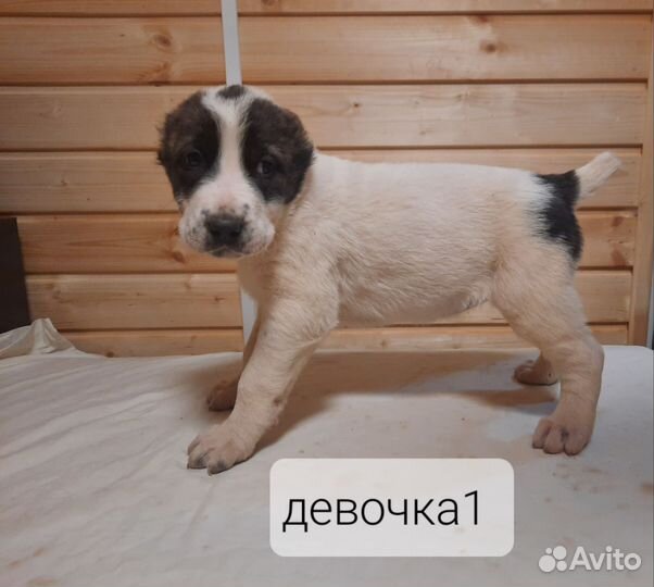 Щенки сао алабай