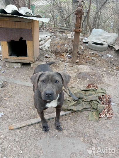 Питбуль вязка