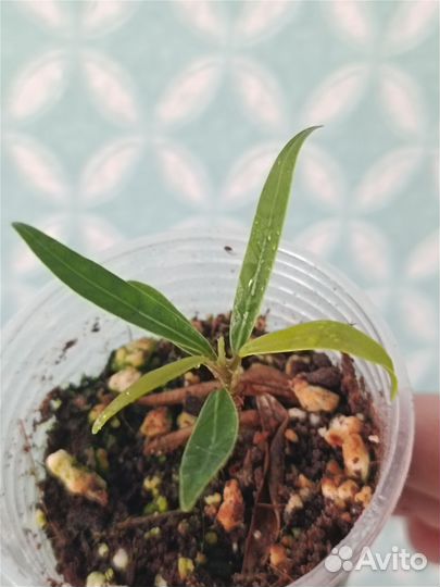 Разные комнатные растения