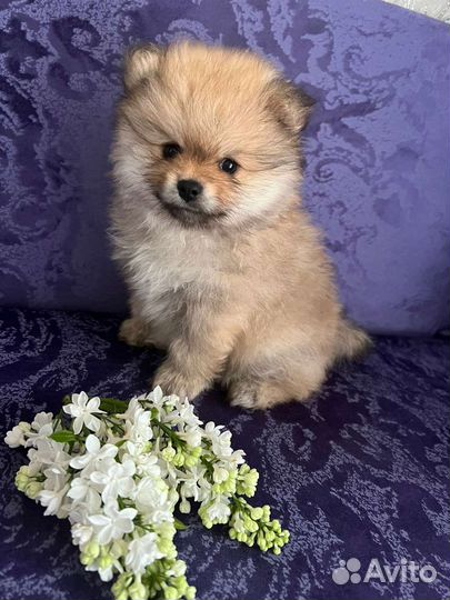 Щенки шпица