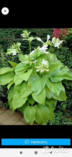 Цветы для сада