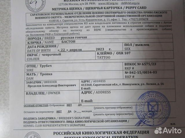 Продам щенят русская гончая