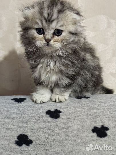 Шотландская