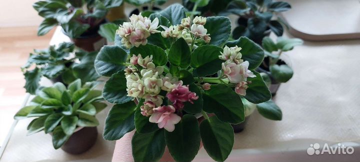 Сортовые фиалки детки, стартеры, цветущие, черенки