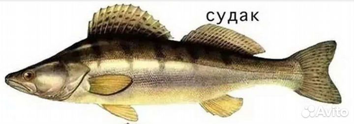 Судак свежая рыба