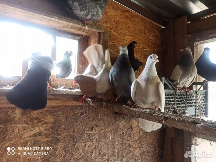 Продам голубей Свердловские