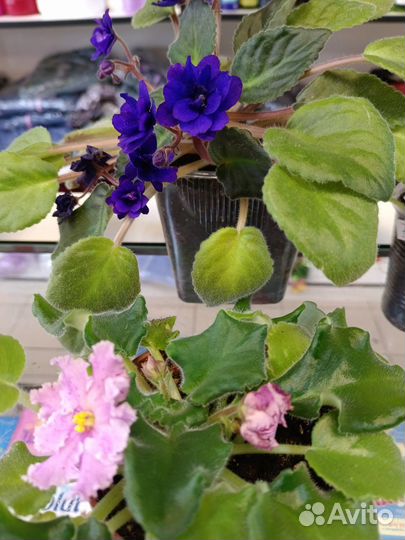 Комнатные растения цветы