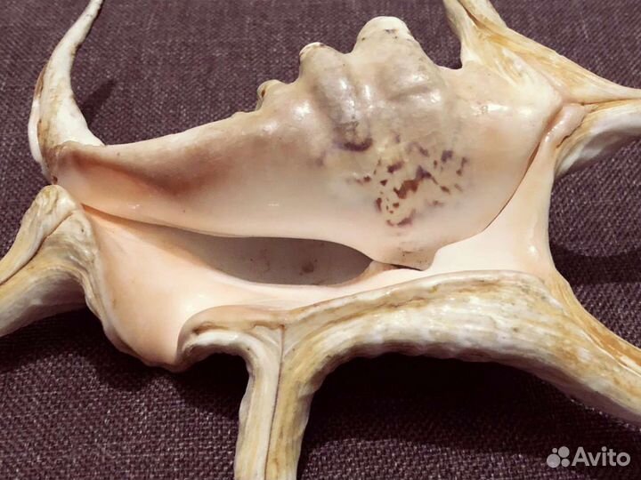 Ракушка морская, редкая