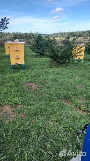 Продам пчелосемьи